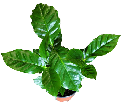 Coffee Plant